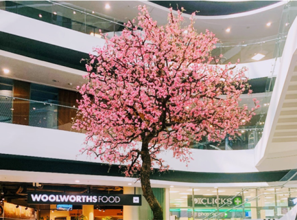 住友生命「Vitality」累計販売件数100万件達成を記念して、 Discovery社が桜の木を設置！